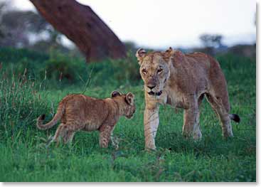 A lioness watches closely over her little cub