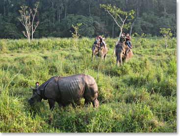 A rhino grazing in Chitwan National Park