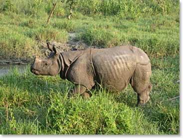 Nepal is home to a quarter of South Asia's rhino population. They are considered an endangered species from a 2008 study, less than 500 are in the Chitwan National Park.