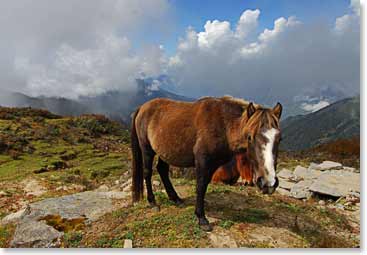 Horses gather as we have lunch in Laurebina