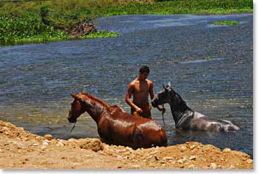 Horses enjoying their bath in the fresh waters