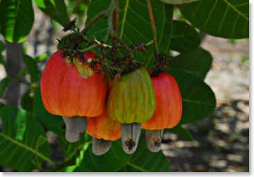 Ever wonder where cashews come from? 