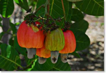 Ever wonder where cashews come from?