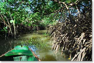 The group paddles along the narrow rivers in the Delta