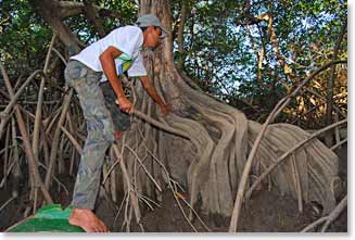 Along the river ways of the Rio Parnaiba Delta we saw amazing vegetation and wildlife. Here our guide, Pedro, cuts a sample of the basal wood for us to examine
