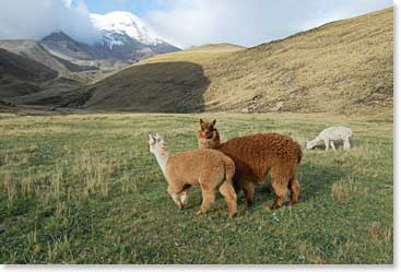 Many Lamas graze in Cotopaxi National Reserve