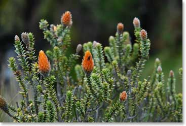 Between the glaciated summits, the vegetation is green and colorful in Ecuador