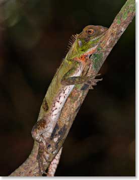 An Iguana climbs a tree along the banks of the river