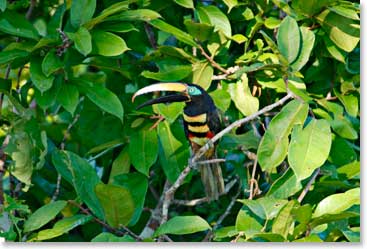 A toucan checks us out from the tree