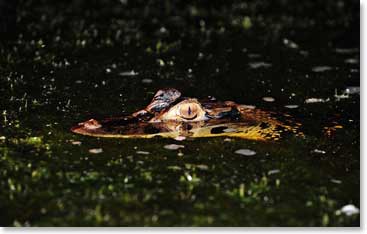 In the evening you can see the hypnotic eyes of Cayman alligators skimming the surface of the water