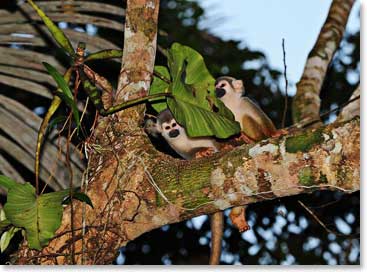 Squirrel monkeys enjoy playing around in the trees above. Squirrel monkey can grow up to 42 cm long and can weight 750 to 1100 grams