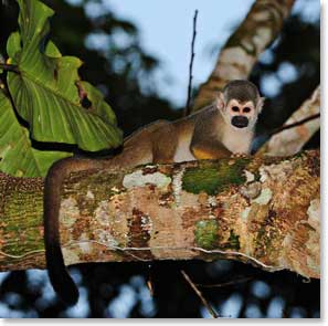 A Squirrel monkey takes a rest in the warm sun