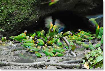 One of the most amazing highlights of our day was going to see the clay licks. Hundreds of birds can be viewed here enjoying the licks