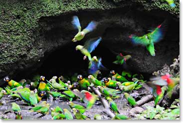 The beautiful colors of the parrots adorn the clay licks