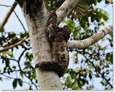 A sloth slowly makes his way up the tree