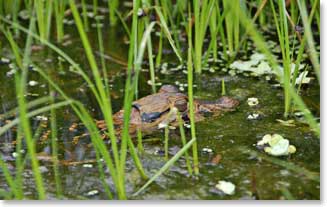 A lone Cayman swims quietly by