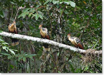 Hoatzin (also known as “stinky turkeys) can be found here in the Amazon. They got their nickname from their manure-like odor which is caused by the digestive system