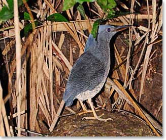 Sighting the Zig Zag Heron is one of the supreme prizes of an Amazon visit for bird enthusiasts