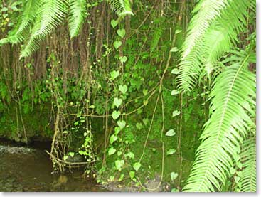 The rainforest of Mt. Meru provides lush green plant life including this curtain of vines