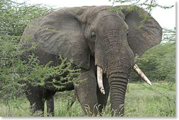 A large elephant moves through the brush