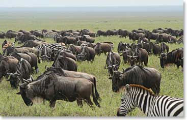 Zebras and Wildebeests graze together on the open plain