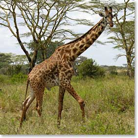 Giraffes love to get to the trees so they can feast on the leaves