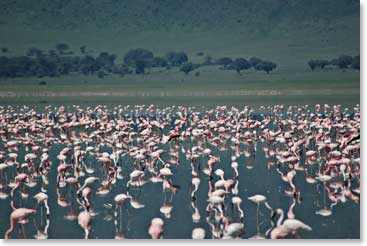 Hundreds of pink flamingos gather at the pool