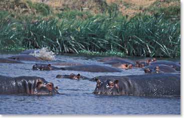 Hippos wade in the cool waters