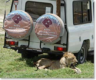 A lion tries to avoid the intense African sun by sitting in the shade made by the jeep
