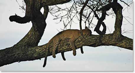 A leopard lazily hangs out in the tree trying to avoid the hot afternoon sun