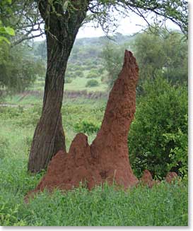 Scattered all around the Serengeti are giant termite mounds