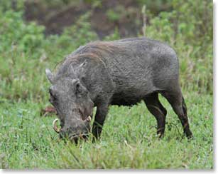 A lone warthog plays around in the dirt