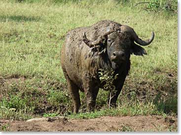 A frisky water buffalo plays in the mud