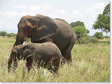 A mother elephant stays close to her enfant as they walk by