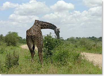 A giraffe enjoys a lunch of luscious leaves