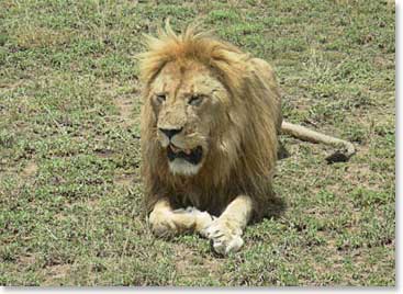 The team spots a male lion along the road