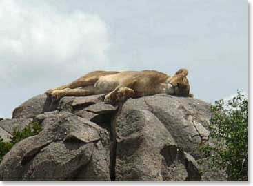 A lioness takes a nap on top of “Pride Rock”