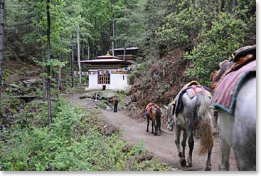 A group of ponies walk the mountain trails