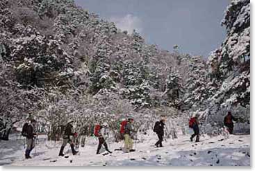 The team treks through the snow in the forests of Bhutan