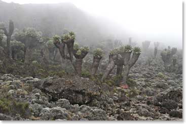 The Machame Route is considered to be one of the most striking as it has beautiful scenery and is filled with vegetation. Here the trail is littered with a plant called Senecio Kilimanjari