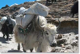 Yaks on the way to Everest Base Camp