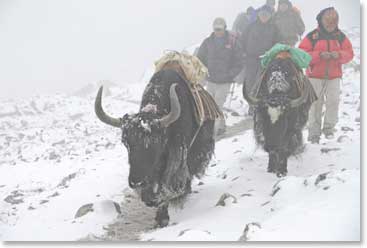 Yaks leave Everest Base Camp in the clouds after dropping supplies off