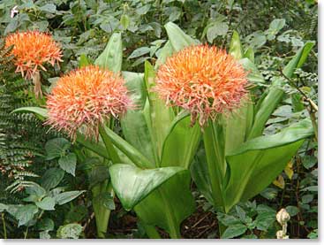 The African Blood Lily is found in the rain forest of Kili. It is native to Africa and the Arabian Peninsula
