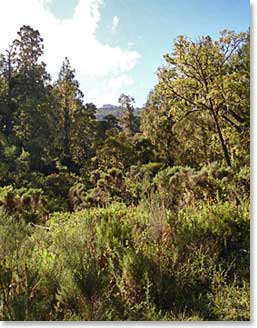 The lush forest with many different flora and fauna on our second day of hiking
