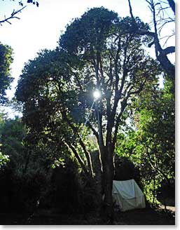 There is a reason they call it “Big Tree Camp” as many surround us at camp one