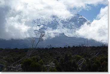 Exiting the forest, the top of Kilimanjaro can be seen from Shira 1 Camp