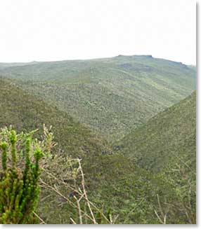 The forest opens up on the Shira ridge