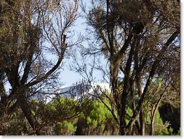 View of Kilimanjaro from Mweka Camp