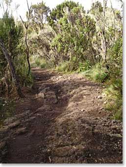 Back into the moorland and rain forest, trail to the Kili gates. The air is thick and the weather is warm!