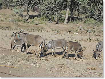 Donkeys are used for carrying loads